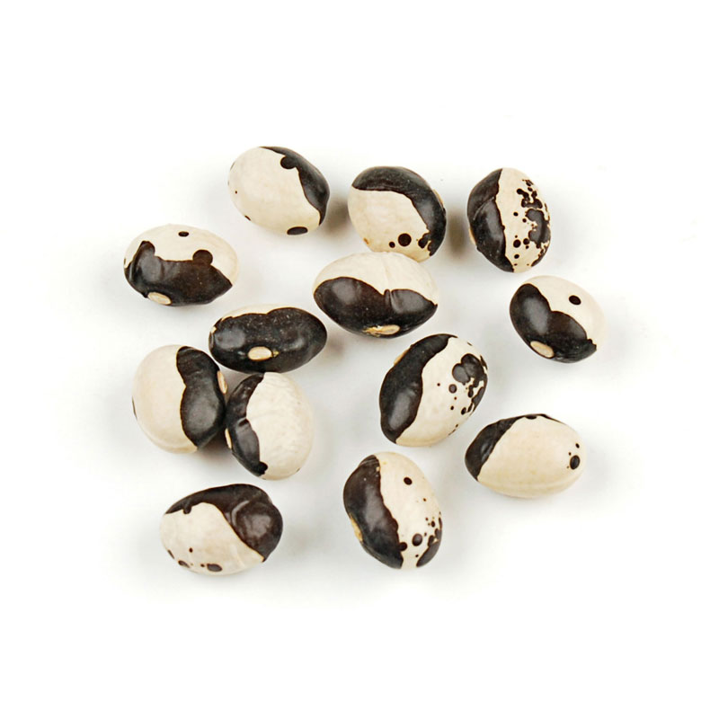 Black Calypso Beans